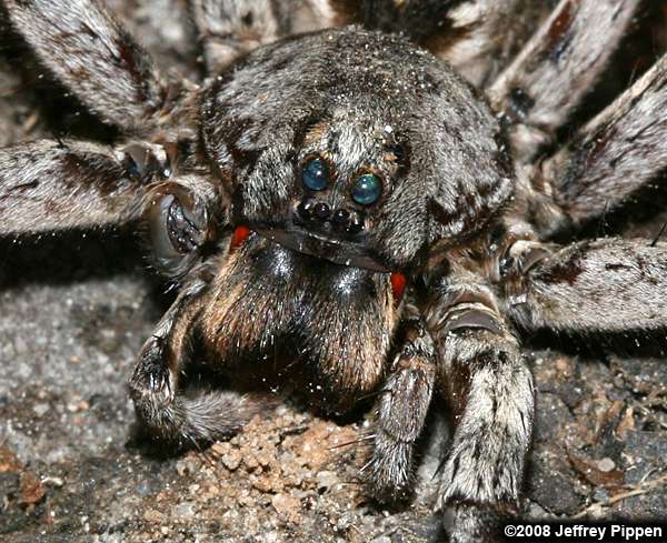 Wolf Spider Wolf Spider