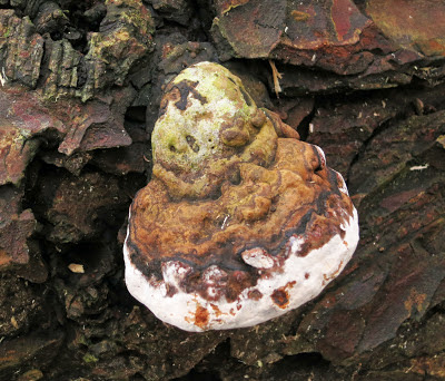 What is probably a Ganoderma on the bark of a fallen/felled tree