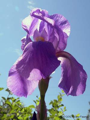Bearded Iris, Iris spp.