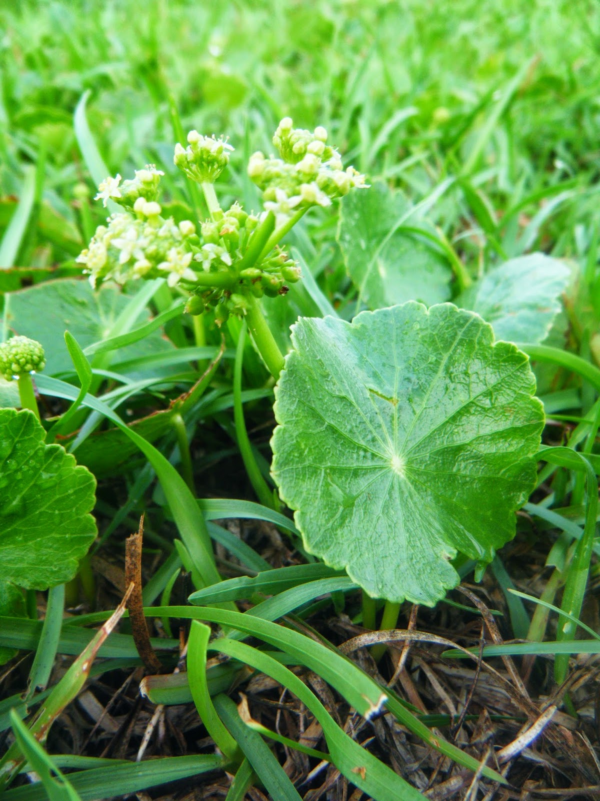 The Botanical Hiker Pennywort (Hydrocotyle spp.)