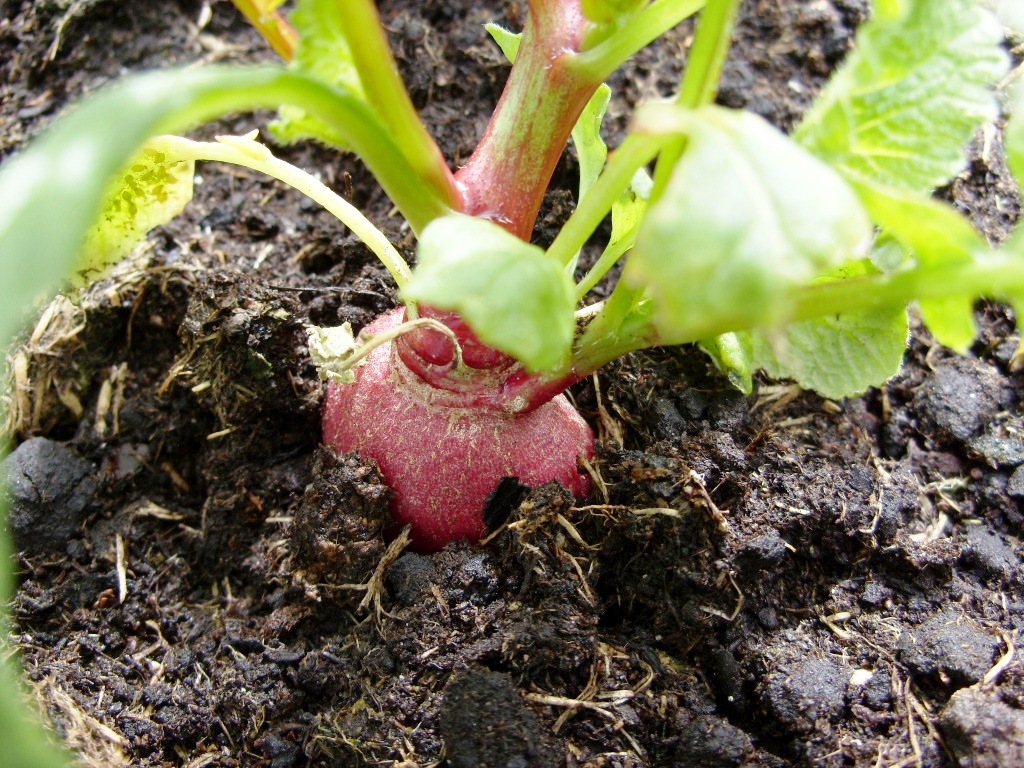 Kelli's Northern Ireland Garden What do Radishes taste like?