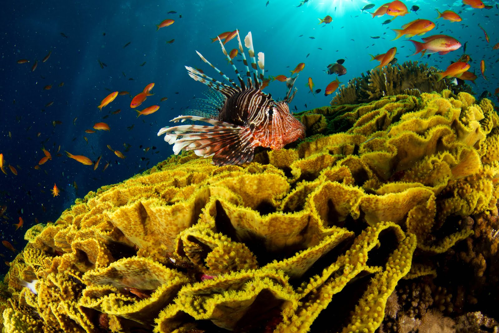 Underwater sea creatures and other animals Wallpapers SEA LIFE