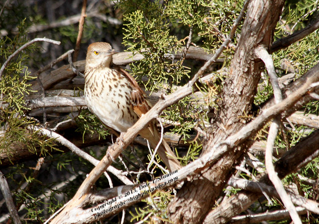 Birds Of The Texas Panhandle: Brown Thrasher
