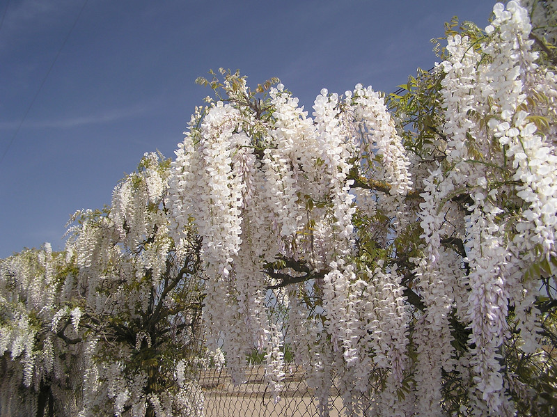 Temperate Climate Permaculture Permaculture Plants Wisteria