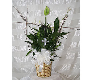 how to care for a spathiphyllum
