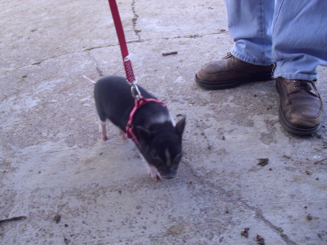 Puny Porker's micro mini pigs Latest litter
