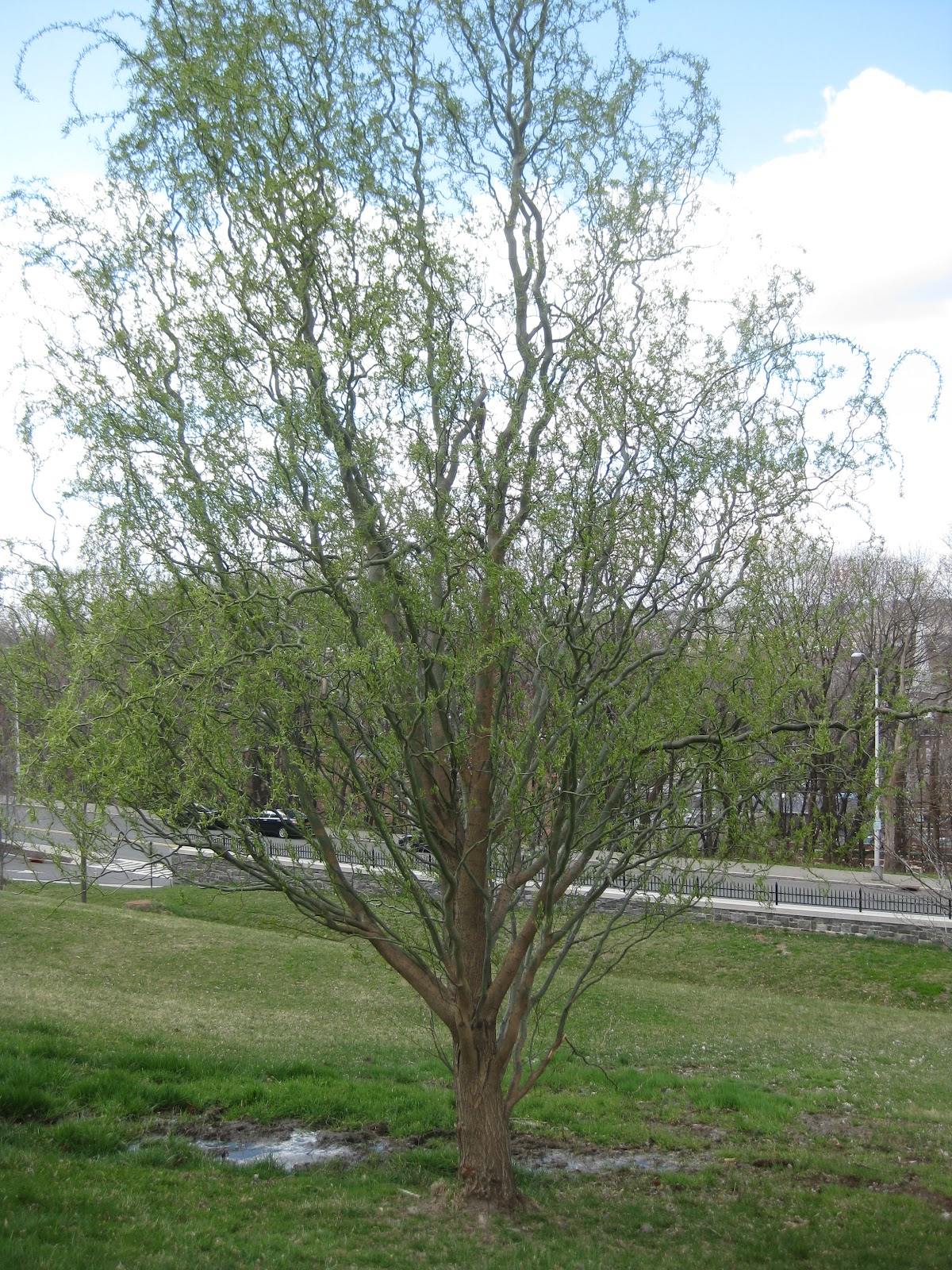 Trees Corkscrew willow