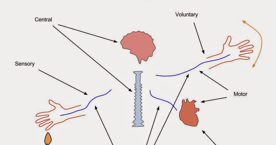 A2 Biology The role of chemoreceptors and pressure receptors, the