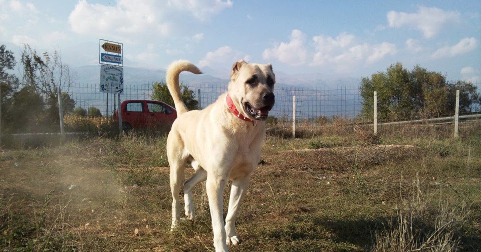 karabas kangal KANGALLAR ALEMİ