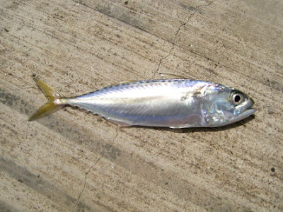 Faughni Mackerel also know as Kambong 甘望魚 Caught at Woodland Jetty Fishing Hotspots was created to share with those who are interested in fishing on tips and type of fishes caught around Woodland Jetty Fishing Hotspots.