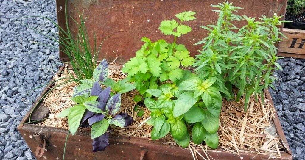 The Barn Market Featured Grower Herb & Co.