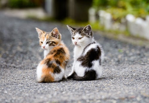 Two-Cute-Cat-Wallpaper-HD.jpg