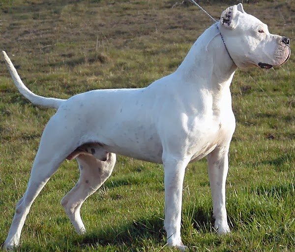dogo breed dogo argentino origin and history breeds all types dogo breed dogo argentino origin and history breeds all types