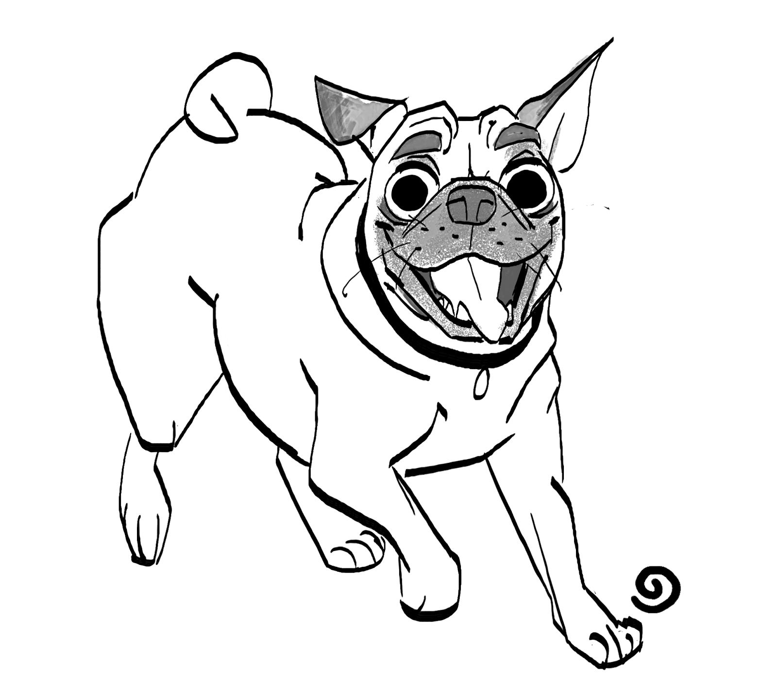 cycle of a pug pug drawing cycle of a pug pug drawing