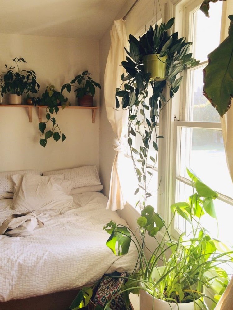 Plant For Bedroom | gypsy yaya plants in the bedroom Plant For Bedroom | gypsy yaya plants in the bedroom