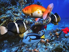 WEBWALLPAPERSPK: World Fish Wallpapers