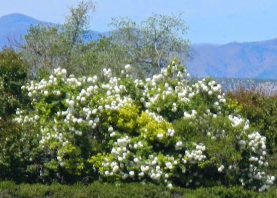 Beautiful Gardens Of South Australia Snowball Tree Viburnum
