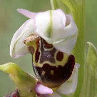http://wild-flowers-of-europe.blogspot.nl/2015/06/ophrys-scolopax.html