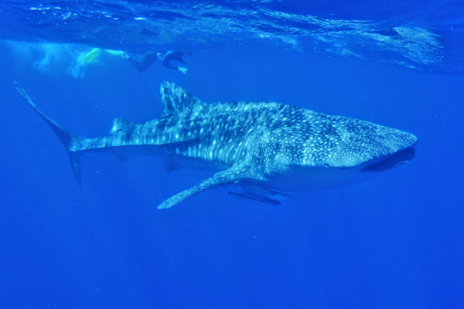Kee Hua Chee Live!: WHALE SHARK SEASONS STARTS NOW IN WESTERN AUSTRALIA