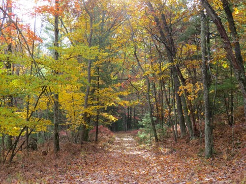 Pentwater Wagon Road