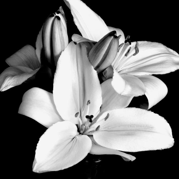 Lily Flower Lily Flower