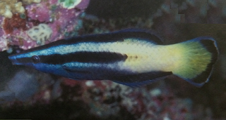young bicolor wrasse in a community tank bicolor wrasse cleaner fish
