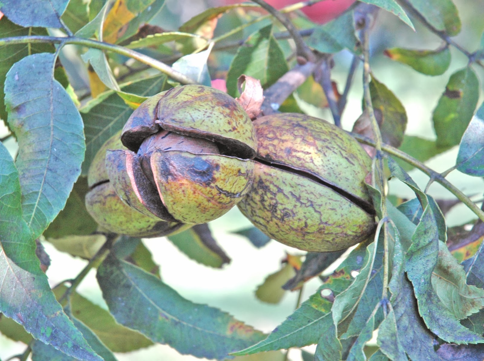 Northern Pecans Evaluating pecan cultivars in SE Missouri.