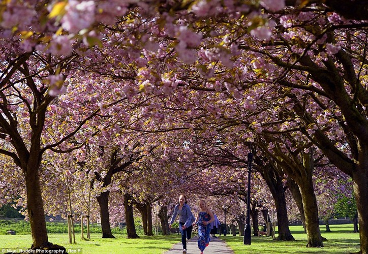 [Image: ngam-vuon-hoa-khoe-sac-giua-ngay-he-o-nuoc-anh-4.jpg]