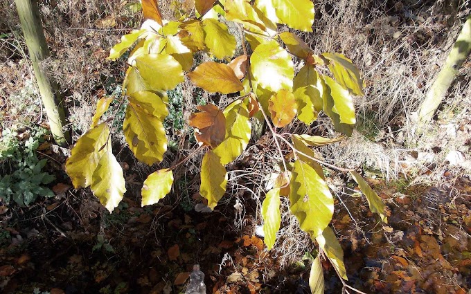 Foto van tak met gele herfstbladeren
