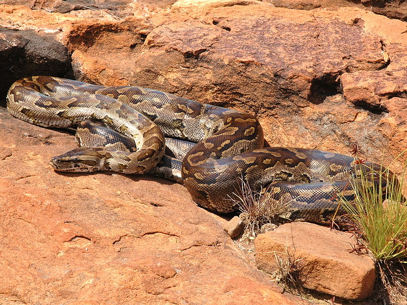 Animal A Day!: African Rock Python