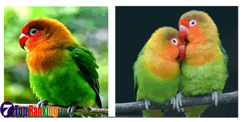 7 Cara Mengenal Karakter Suara Burung Lovebird Burung Lovebird