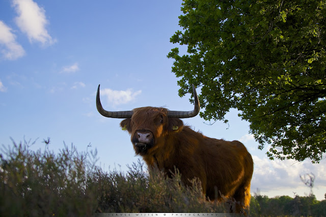 o'n Schotse Hooglander met z'n grote hoorns is best indrukwekkend vanuit zo'n laag standpunt - A Scottish Highlander with its large horns is quite impressive from a low point of view o'n Schotse Hooglander met z'n grote hoorns is best indrukwekkend vanuit zo'n laag standpunt - A Scottish Highlander with its large horns is quite impressive from a low point of view