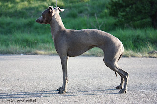 ABIGAIL Pustynny Wiatr Italian Greyhound