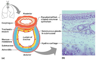 CLASS BLOG: BIO 202 Respiratory System KEY
