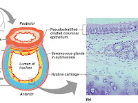 Trachea Diagram Trachea Diagram