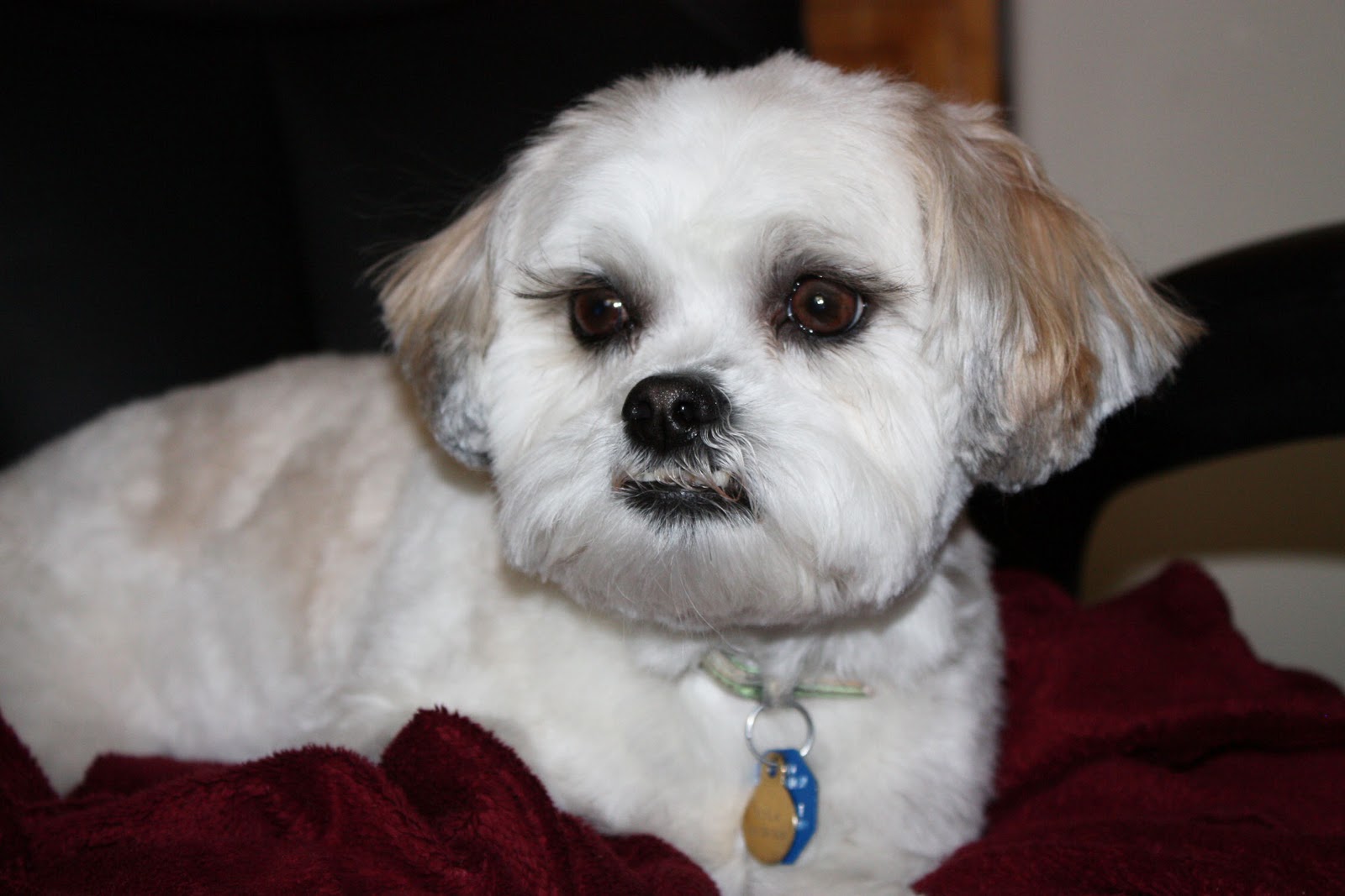 Can You Cut Dog Eyelashes