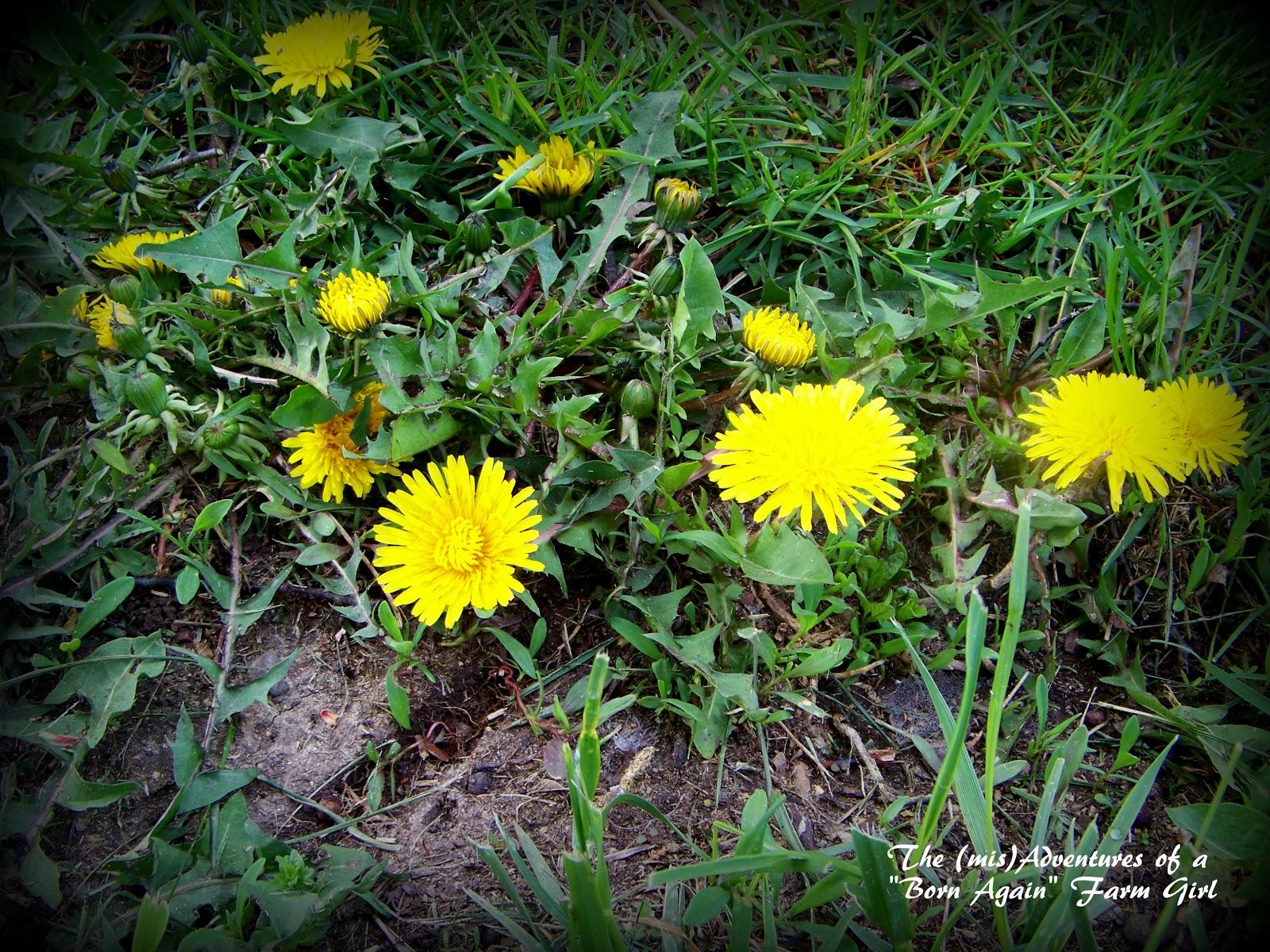 Dandelions, Weed or Wonder Plant!?!? The (mis)Adventures of a