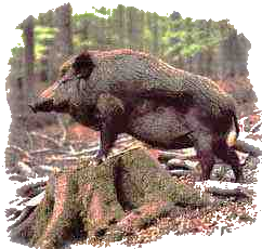 cinghiale