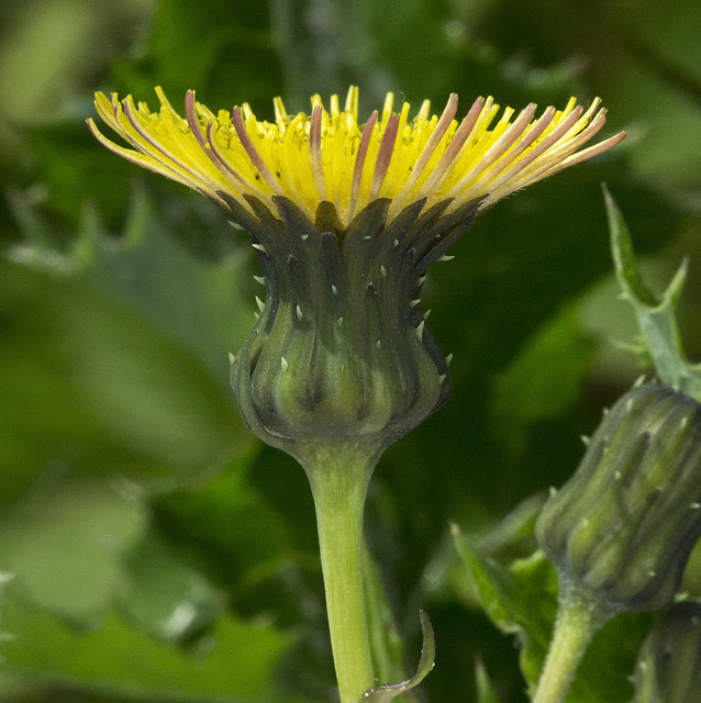 Prickly Sowthistle, Sonchus asper.  High Elms Country Park, 22 May 2012.