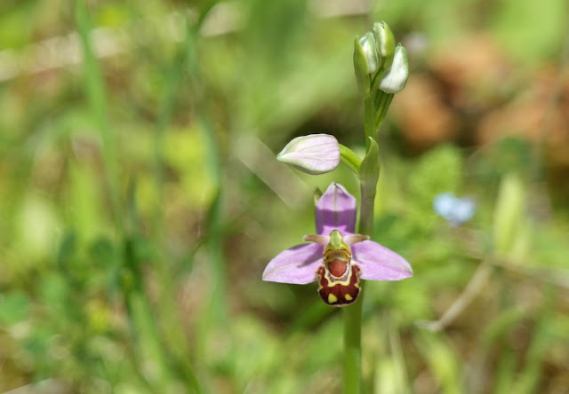 Bee Orchid College Lake Wildlife Reserve