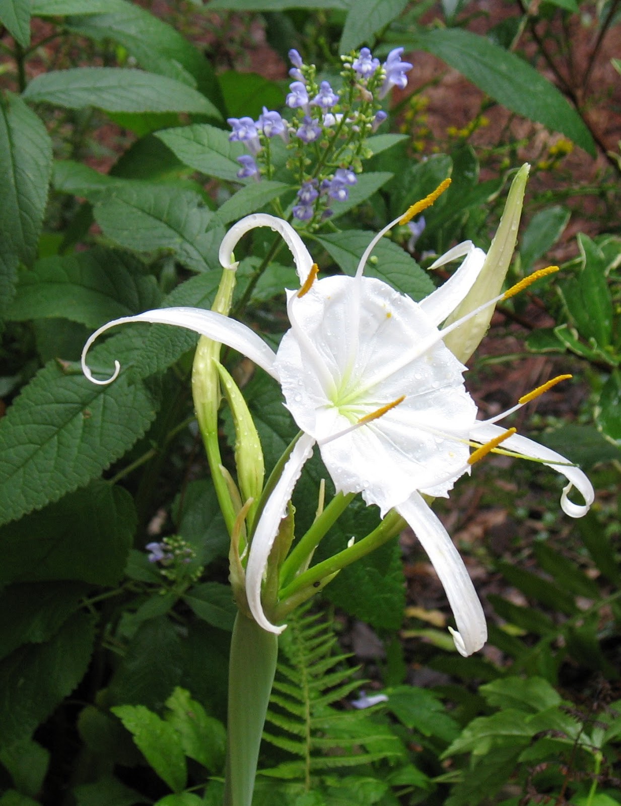 Using Native Plants Native Plants via Friends