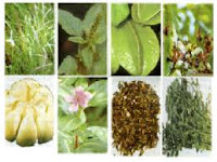 tanaman obat tanaman obat
