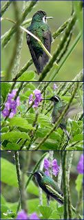 Grey Mountain Gem hummingbird in Costa Rica grey mountain gem hummingbird