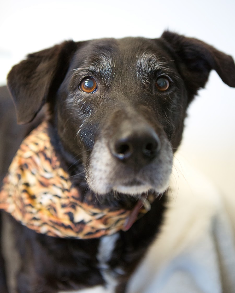 Shelter Dogs of Portland "GRIFFON DARLING Senior med size LAB MIX type!!