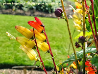 Quamoclit lobata = Ipomoea lobata