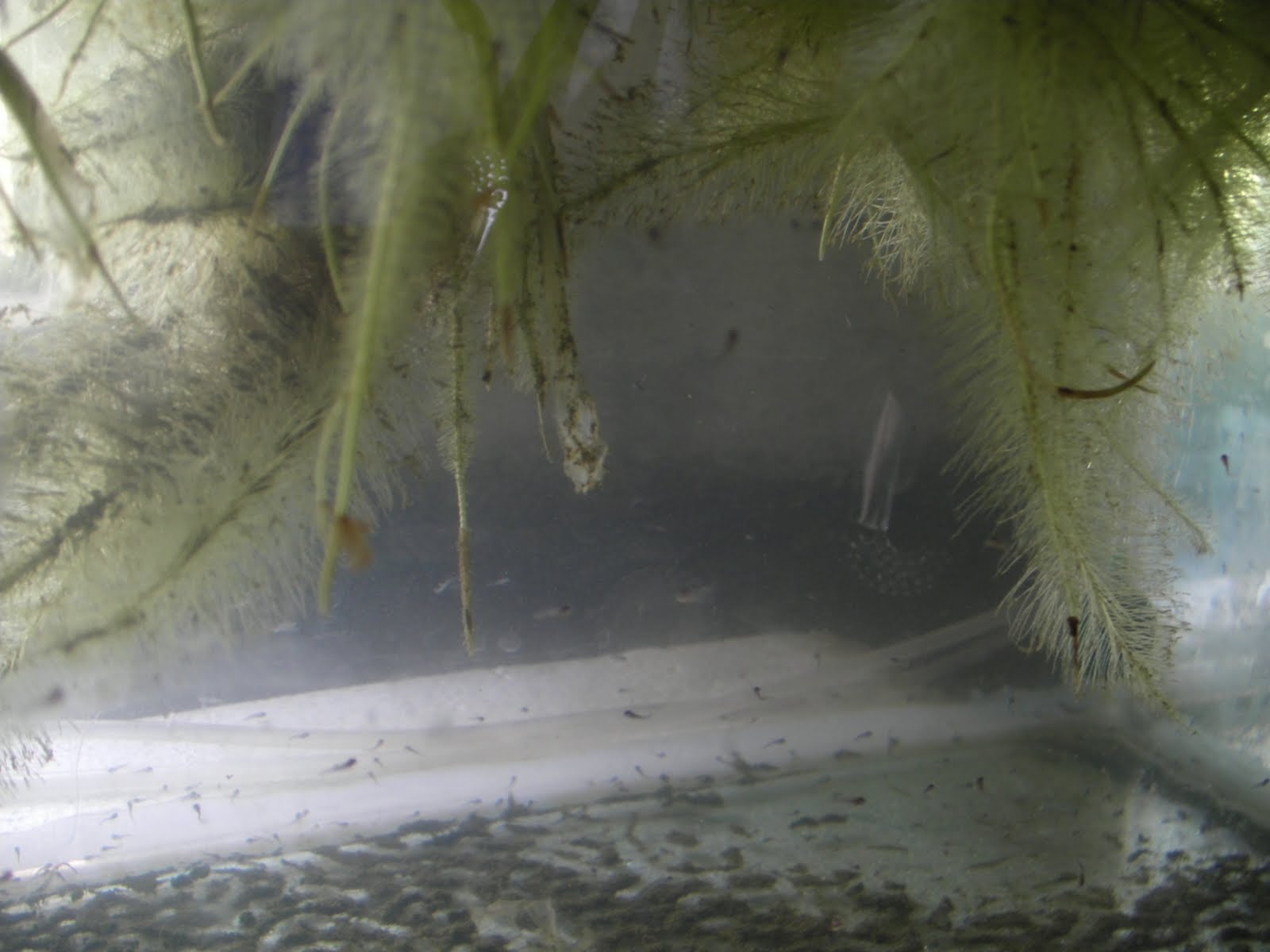 SMALLSCALE FARMING COMMERCIALIZED LUCRATIVE FISH FARMING