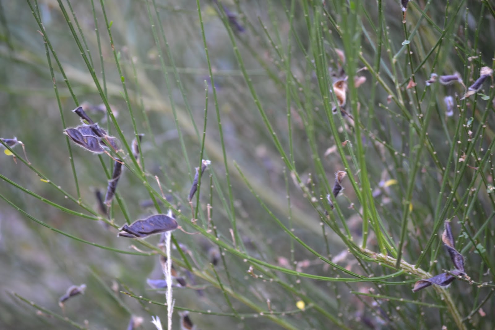 EN EL MONCAYO Retama Negra (Cytisus scoparius)