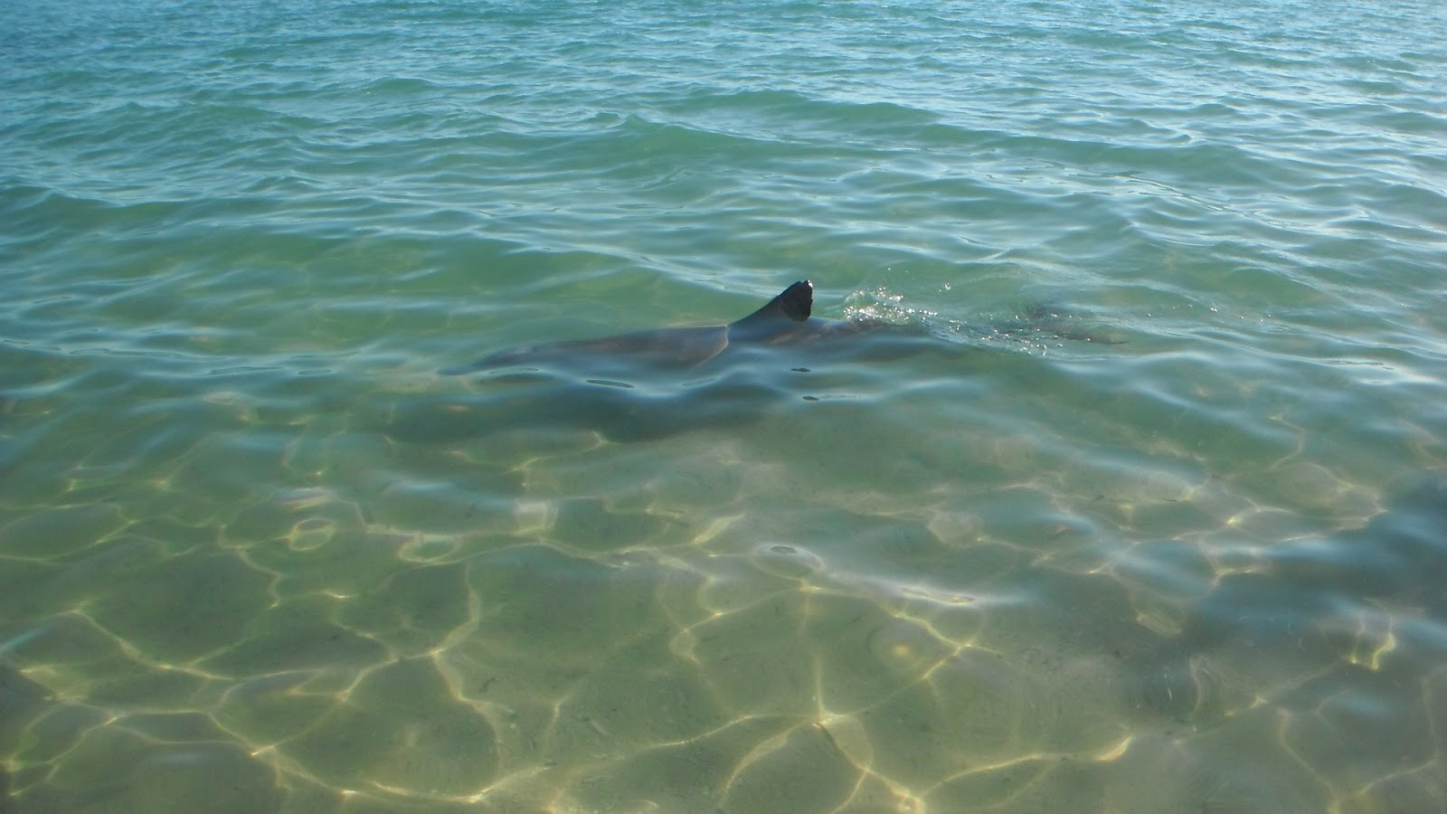 Dolphins+004.JPG