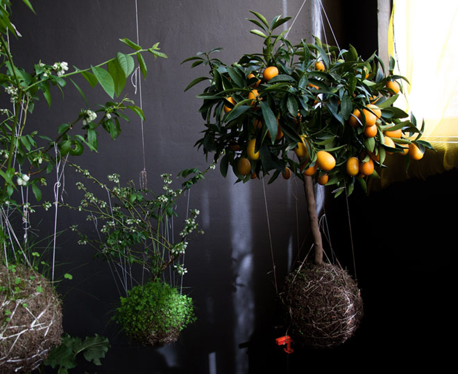 String Gardens It's A Colourful Life