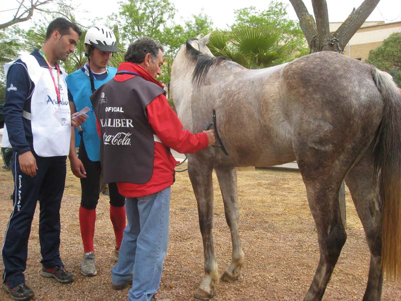 EL RAID